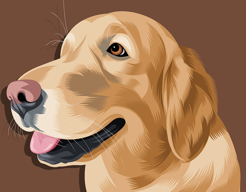 Vector-Sketch-of-Ginger