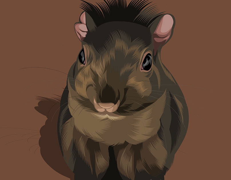 Vector-Sketch-of-Peanut