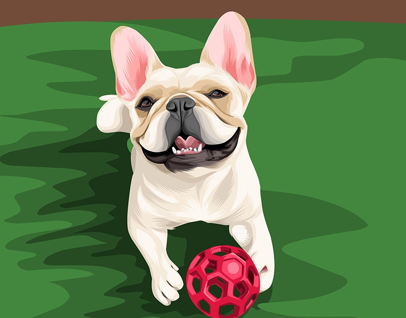 Vector-Sketch-of-a-Frenchie
