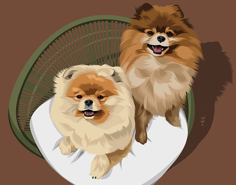 Vector-Sketch-of-the-Pom-Bears